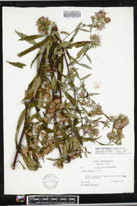 Aster retroflexus image