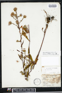 Aster retroflexus image