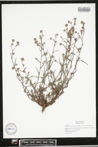 Symphyotrichum subulatum image