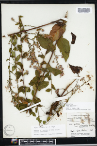 Symphyotrichum undulatum image