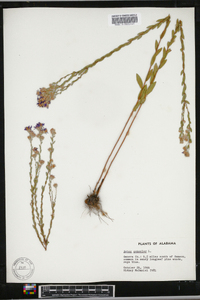 Aster concolor image