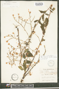 Symphyotrichum undulatum image
