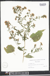 Symphyotrichum urophyllum image