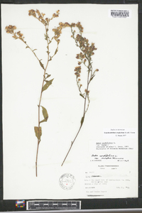 Symphyotrichum urophyllum image