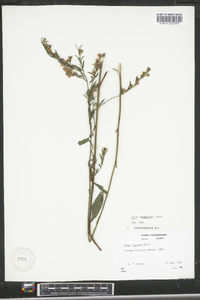 Symphyotrichum urophyllum image