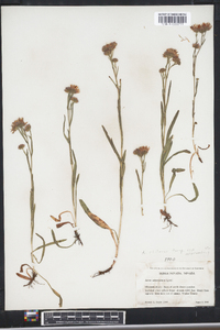 Symphyotrichum ascendens image