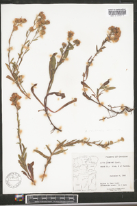 Symphyotrichum ascendens image