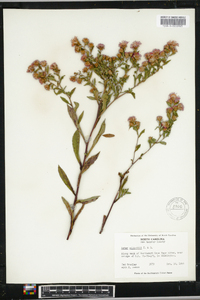 Aster elliottii image