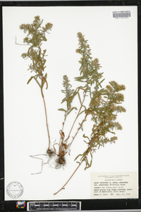 Symphyotrichum ericoides image