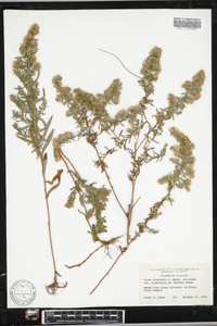 Symphyotrichum ericoides image