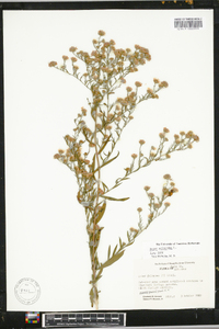 Symphyotrichum ericoides image