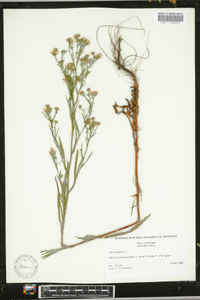 Symphyotrichum ericoides image