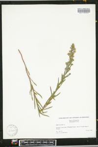 Symphyotrichum ericoides image