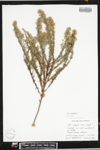 Symphyotrichum ericoides image