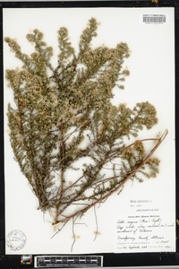 Symphyotrichum ericoides image