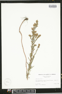 Symphyotrichum ericoides image