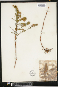 Symphyotrichum ericoides image