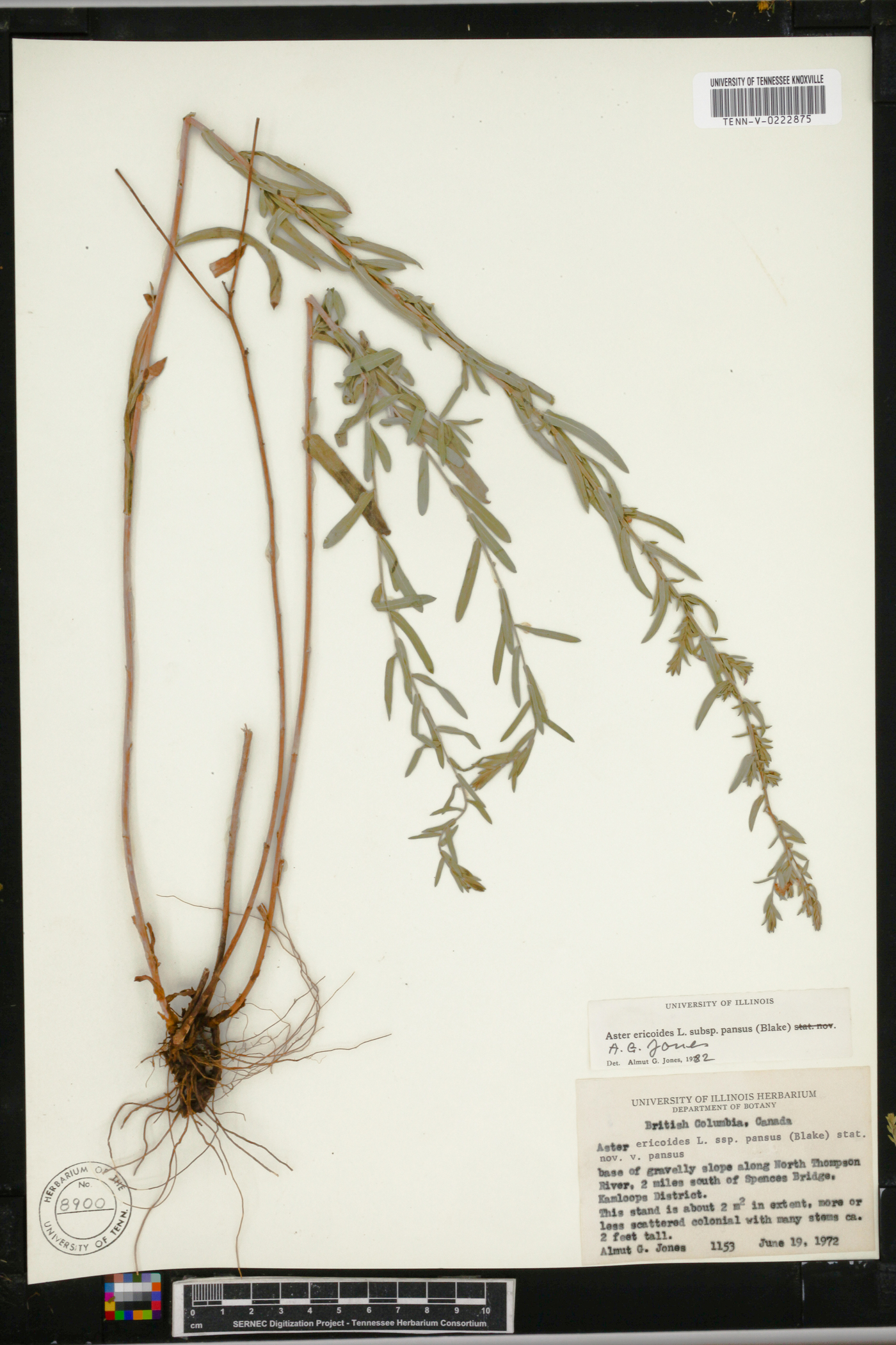 Symphyotrichum ericoides var. pansum image