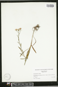 Symphyotrichum boreale image