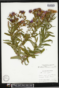 Symphyotrichum novae-angliae image