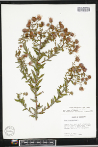 Symphyotrichum novae-angliae image