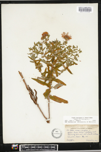 Symphyotrichum novae-angliae image