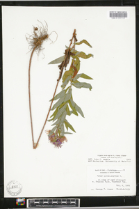 Symphyotrichum novae-angliae image