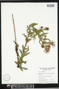 Symphyotrichum novae-angliae image