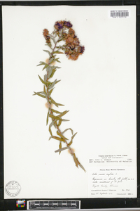 Symphyotrichum novae-angliae image