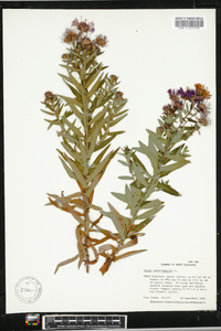 Symphyotrichum novae-angliae image