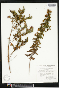 Symphyotrichum oblongifolium image