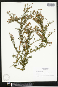 Symphyotrichum ontarionis image