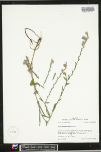 Symphyotrichum oolentangiense image