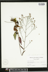 Symphyotrichum oolentangiense image