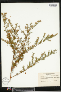 Aster parviceps image