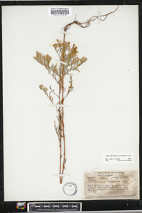 Aster parviceps image