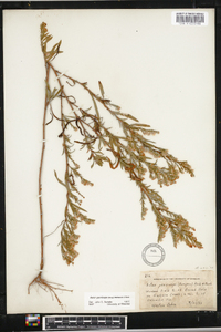 Aster parviceps image