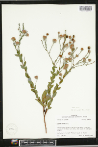 Symphyotrichum patens var. patens image