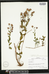 Symphyotrichum patens var. patens image