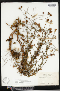 Symphyotrichum patens image