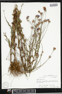 Symphyotrichum patens var. patens image