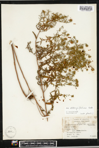 Symphyotrichum oblongifolium image