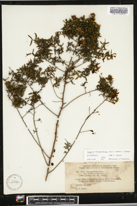 Symphyotrichum oblongifolium image