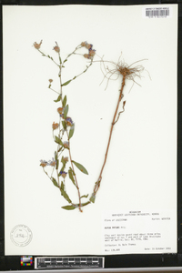 Symphyotrichum patens image