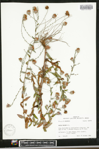 Symphyotrichum patens image