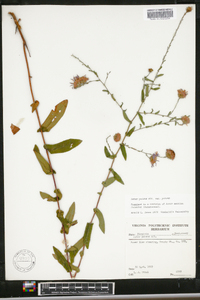 Symphyotrichum patens var. patens image