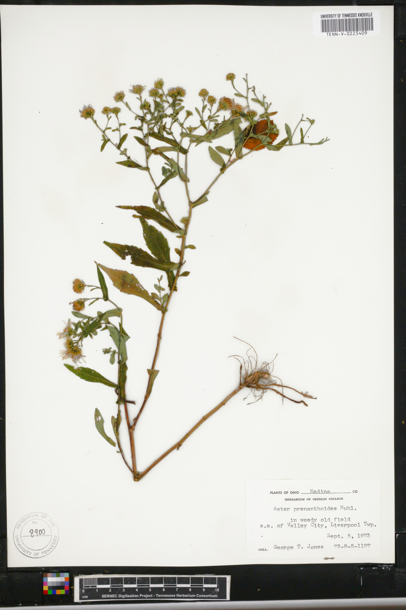 Symphyotrichum prenanthoides image