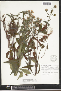 Aster retroflexus image