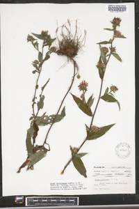 Aster retroflexus image