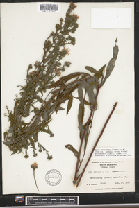 Aster retroflexus image